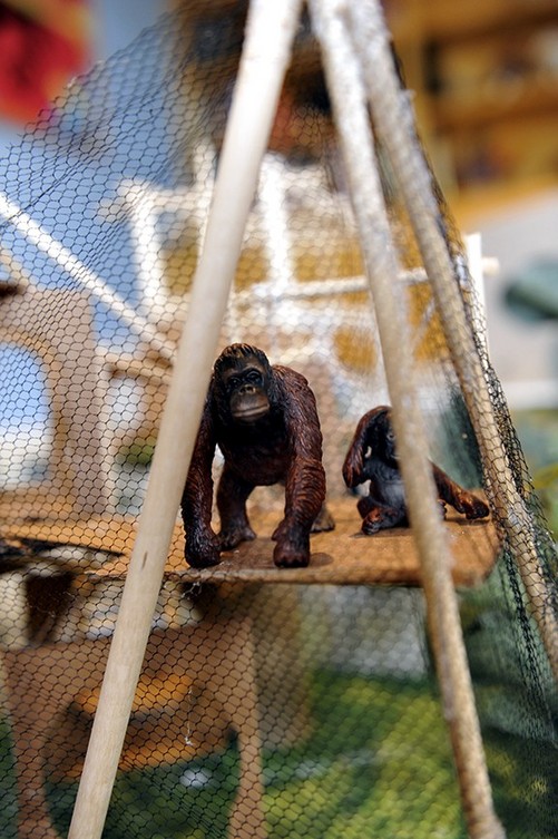 Orangutan in a Net | ank0025