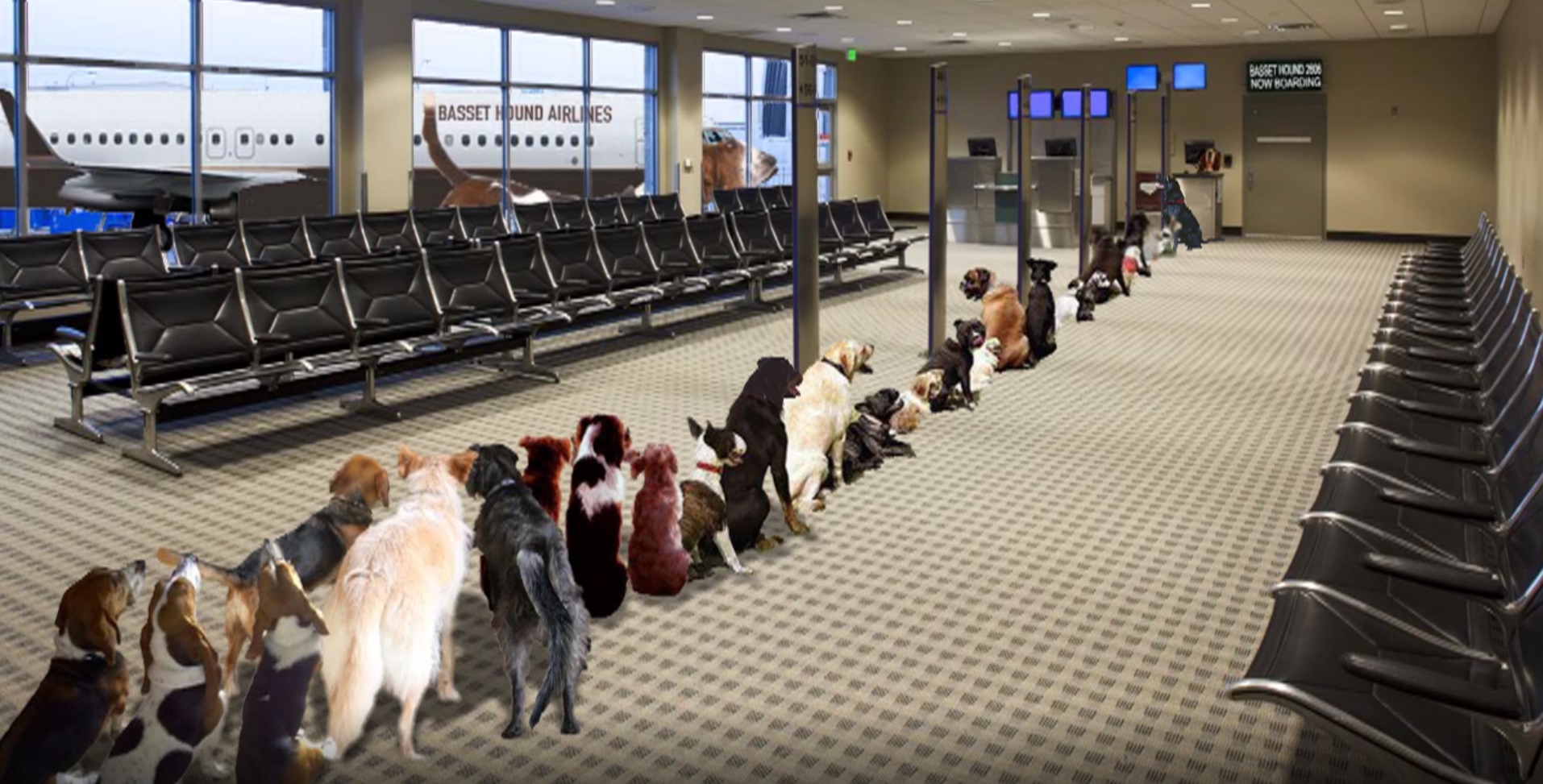 Canine Airlines