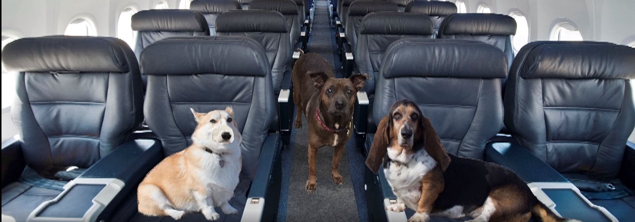 Canine Airlines with Spinoff at the end