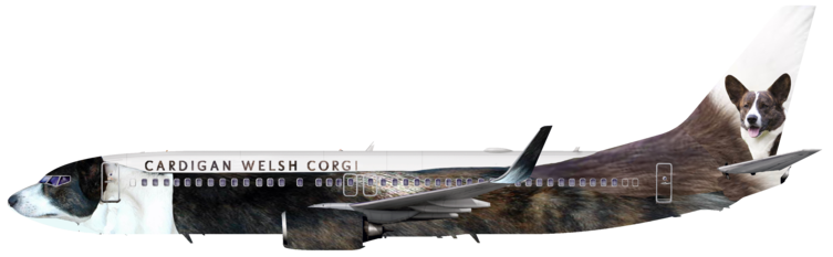 Cardigan Welsh Corgi Airlines | Left