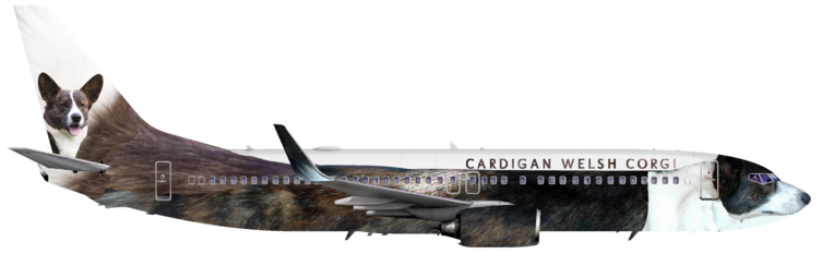 Cardigan Welsh Corgi Airlines | Right