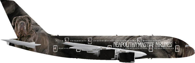 Neapolitan Mastiff Airlines | Right