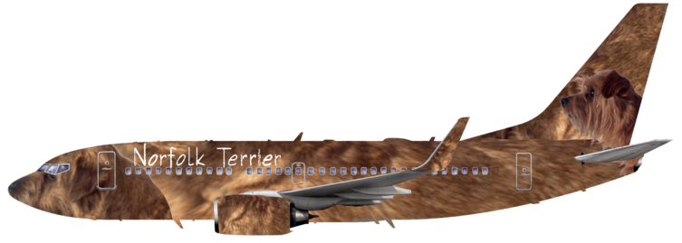 Norfolk Terrier Airlines | Left