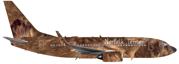 Norfolk Terrier Airlines | Right