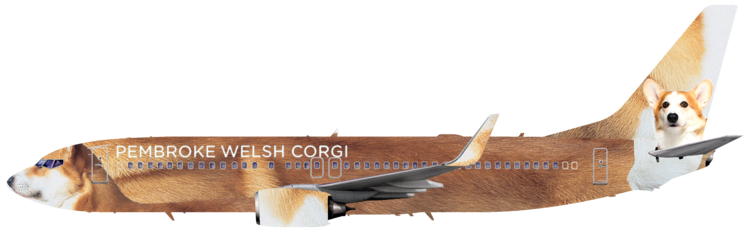 Pembroke Welsh Corgi Airlines | Left