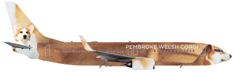 Pembroke Welsh Corgi Airlines | Right