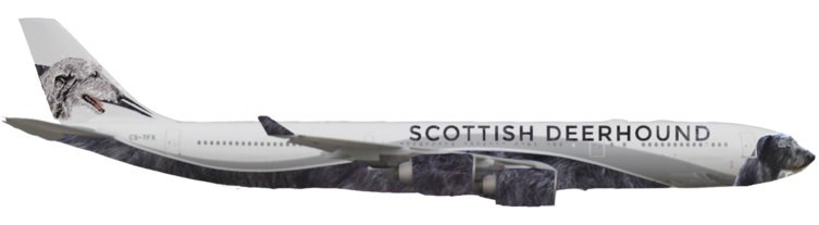Air Scottish Deerhound (new) | Right