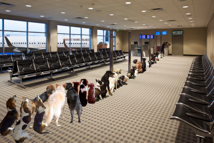 Dogs waiting to | board airplane