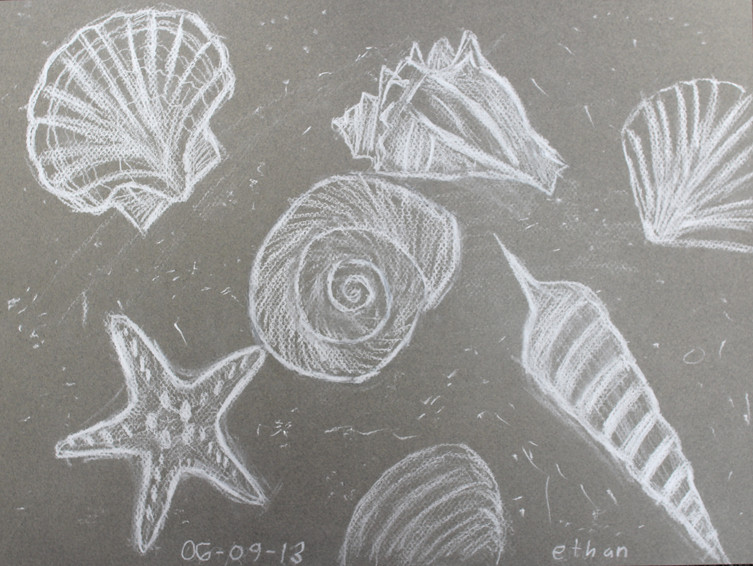 Sea Shells | anp0060