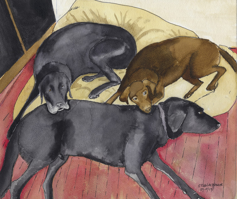 Labrador Retrievers resting at home | anp0068