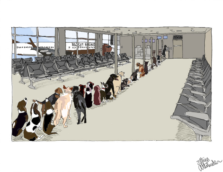 Basset Hound Airlines | Dogs Waiting to Board